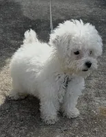 Jax, a male Poodle - Toy  for sale in Baton Rouge, LA – Photo 1 of 4