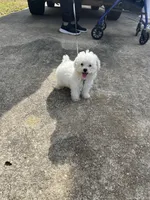 Jax, a male Poodle - Toy  for sale in Baton Rouge, LA – Photo 3 of 4