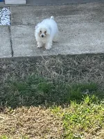 Jax, a male Poodle - Toy  for sale in Baton Rouge, LA – Photo 4 of 4