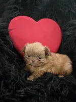 Red, a male Shih Tzu for sale in Jackson, AL – Photo 2 of 2