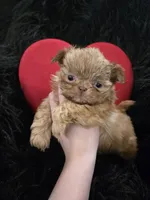 Red, a male Shih Tzu for sale in Jackson, AL – Photo 1 of 2