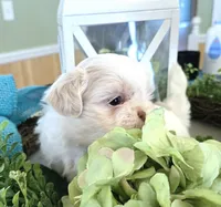 Prince, a male Shih Tzu for sale in Jackson, AL – Photo 2 of 5