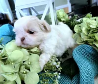 Prince, a male Shih Tzu for sale in Jackson, AL – Photo 5 of 5