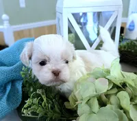 Prince, a male Shih Tzu for sale in Jackson, AL – Photo 3 of 5