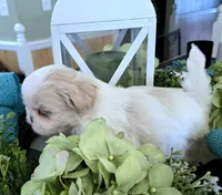 Prince, a male Shih Tzu for sale in Jackson, AL – Photo 4 of 5