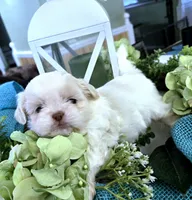 Prince, a male Shih Tzu for sale in Jackson, AL – Photo 1 of 5