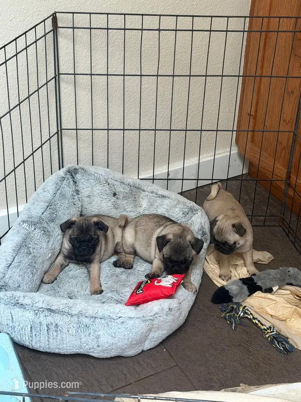 Buddy – Pug puppy for sale in Aumsville, OR