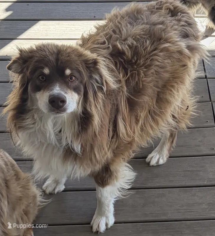 Red – Australian Shepherd puppy for sale in Aumsville, OR