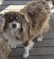 Red, a male Australian Shepherd for sale in Aumsville, OR – 1 of 2