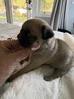 Big boy, a male Pug for sale in Aumsville, OR – 2 of 3