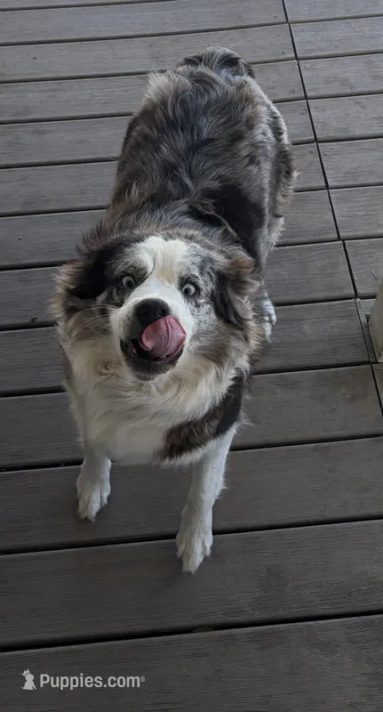 Blue – Australian Shepherd puppy for sale in Aumsville, OR