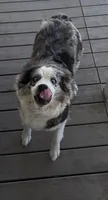 Blue, a female Australian Shepherd for sale in Aumsville, OR – 1 of 3
