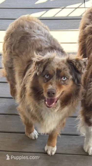 Canela – Australian Shepherd puppy for sale in Aumsville, OR