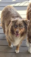 Canela, a female Australian Shepherd for sale in Aumsville, OR – 1 of 2