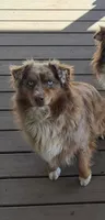 Canela, a female Australian Shepherd for sale in Aumsville, OR – 2 of 2