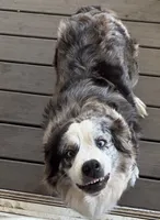Blue, a female Australian Shepherd for sale in Aumsville, OR – 3 of 3