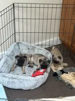 Big boy, a male Pug for sale in Aumsville, OR – 3 of 3