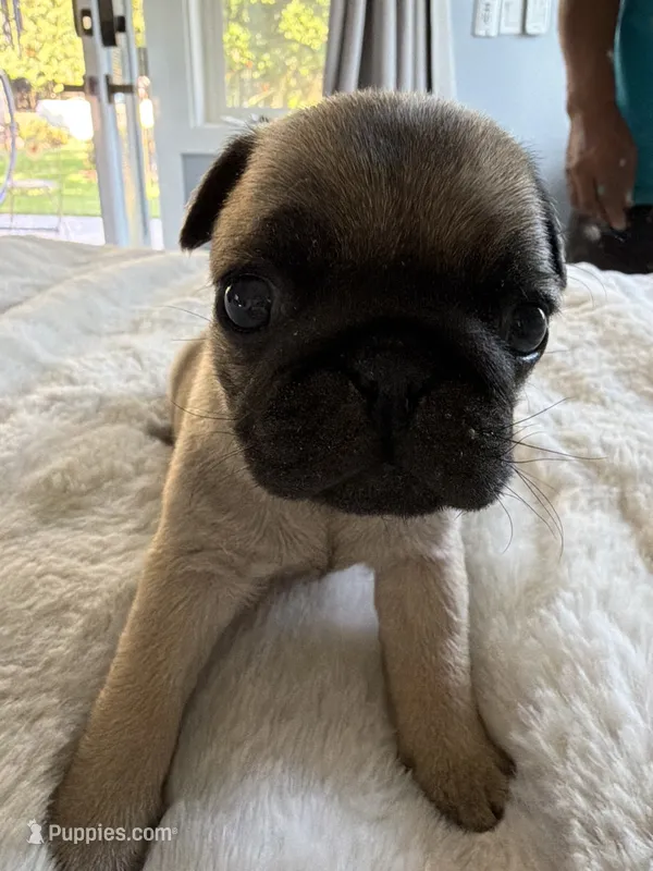 Big boy – Pug puppy for sale in Aumsville, OR
