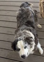 Blue, a female Australian Shepherd for sale in Aumsville, OR – 2 of 3