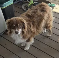Red, a male Australian Shepherd for sale in Aumsville, OR – 2 of 2