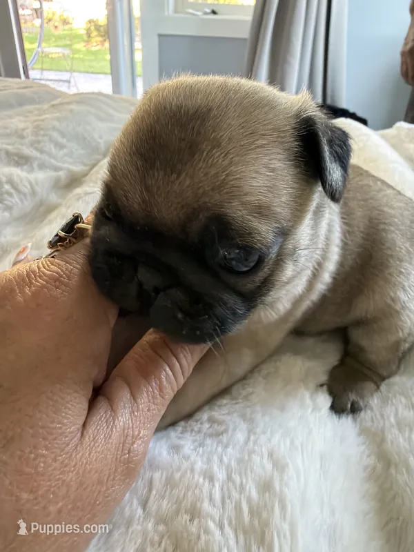 Buddy – Pug puppy for sale in Aumsville, OR