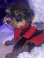BRUNO, a male Yorkipoo for sale in Austin, TX – 2 of 2