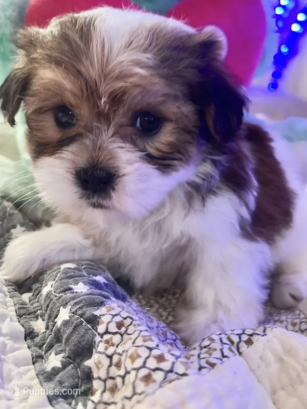 TEDDY – Shorkie puppy for sale in Austin, TX
