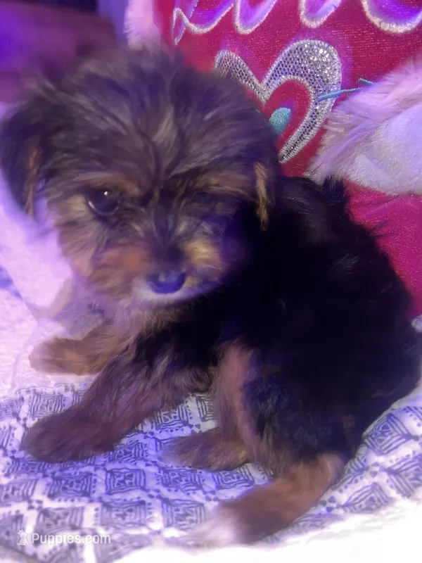IZZY – Yorkipoo puppy for sale in Austin, TX