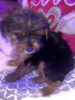 IZZY, a female Yorkipoo for sale in Austin, TX – 1 of 2