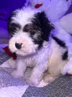 BUDDY, a male Yorkipoo for sale in Austin, TX – Photo 2 of 2