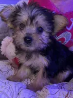 DAiSY, a female Yorkipoo for sale in Austin, TX – 1 of 2
