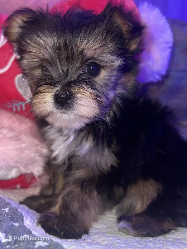 DAISY – Yorkipoo puppy for sale in Austin, TX