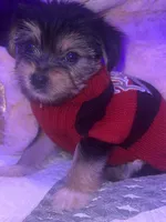 BELLA, a female Yorkipoo for sale in Austin, TX – 1 of 2