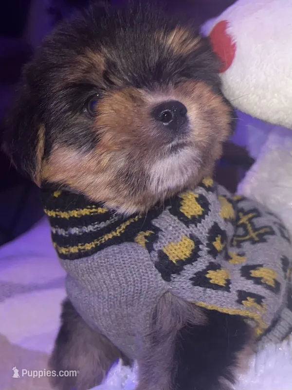 BRUNO – Yorkipoo puppy for sale in Austin, TX