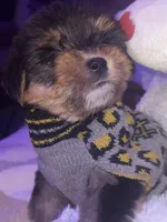 BRUNO, a male Yorkipoo for sale in Austin, TX – 1 of 2