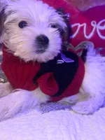 LILY, a female Yorkipoo for sale in Austin, TX – 2 of 3