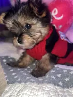 DAISY, a female Yorkipoo for sale in Austin, TX – 2 of 3