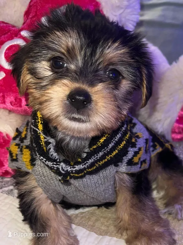 ELLA – Yorkipoo puppy for sale in Austin, TX