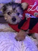 DAiSY, a female Yorkipoo for sale in Austin, TX – 2 of 2