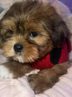 BUDDY, a male Shorkie for sale in Austin, TX – 2 of 3
