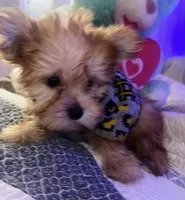 BUDDY, a male Yorkipoo for sale in Austin, TX – 3 of 3