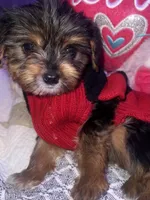 IZZY, a female Yorkipoo for sale in Austin, TX – 2 of 2