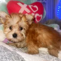 BUDDY, a male Yorkipoo for sale in Austin, TX – 2 of 3