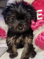 HANNAH, a female Yorkipoo for sale in Austin, TX – 2 of 2
