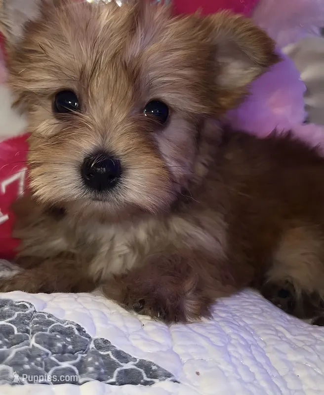 SUNSHINE ☀️  – Yorkipoo puppy for sale in Austin, TX