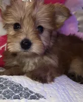 SUNSHINE ☀️ , a female Yorkipoo for sale in Austin, TX – 1 of 3