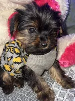 HANNAH, a female Yorkipoo for sale in Austin, TX – 1 of 2