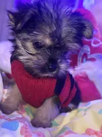DAISY 🌼 , a female Yorkshire Terrier for sale in Austin, TX – 2 of 3