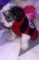 LILY , a female Yorkipoo for sale in Austin, TX – Photo 2 of 2