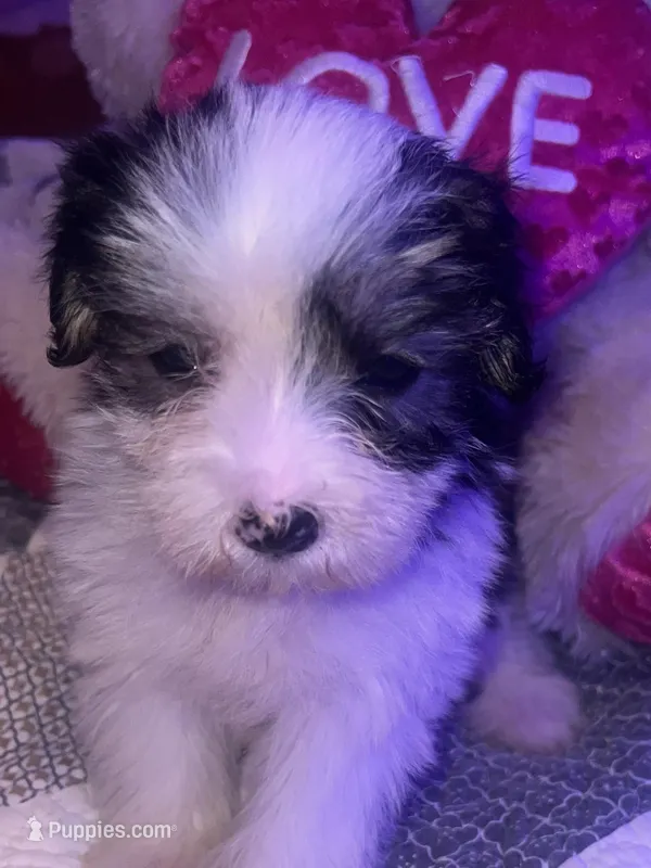 LILY , a female Yorkipoo for sale in Austin, TX – Photo 1 of 2
